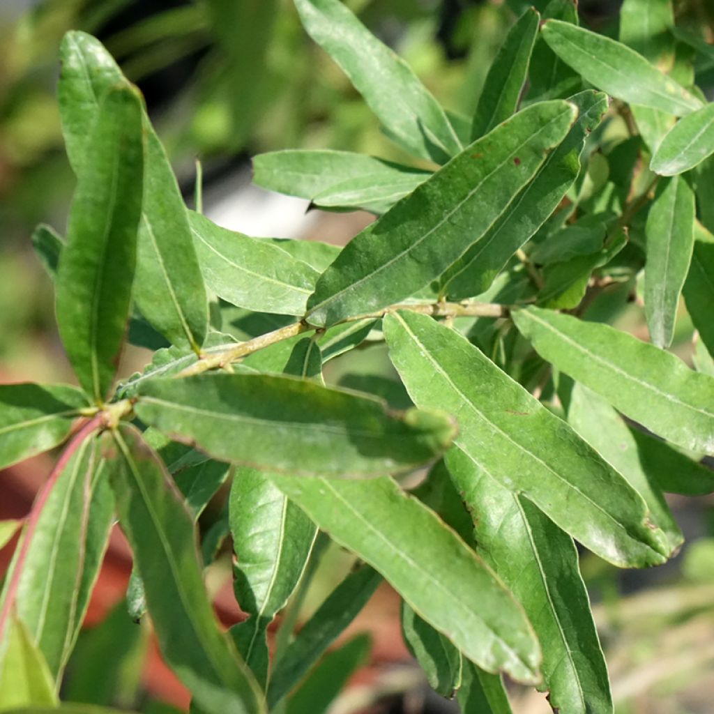Chêne à feuilles de saule - Quercus phellos