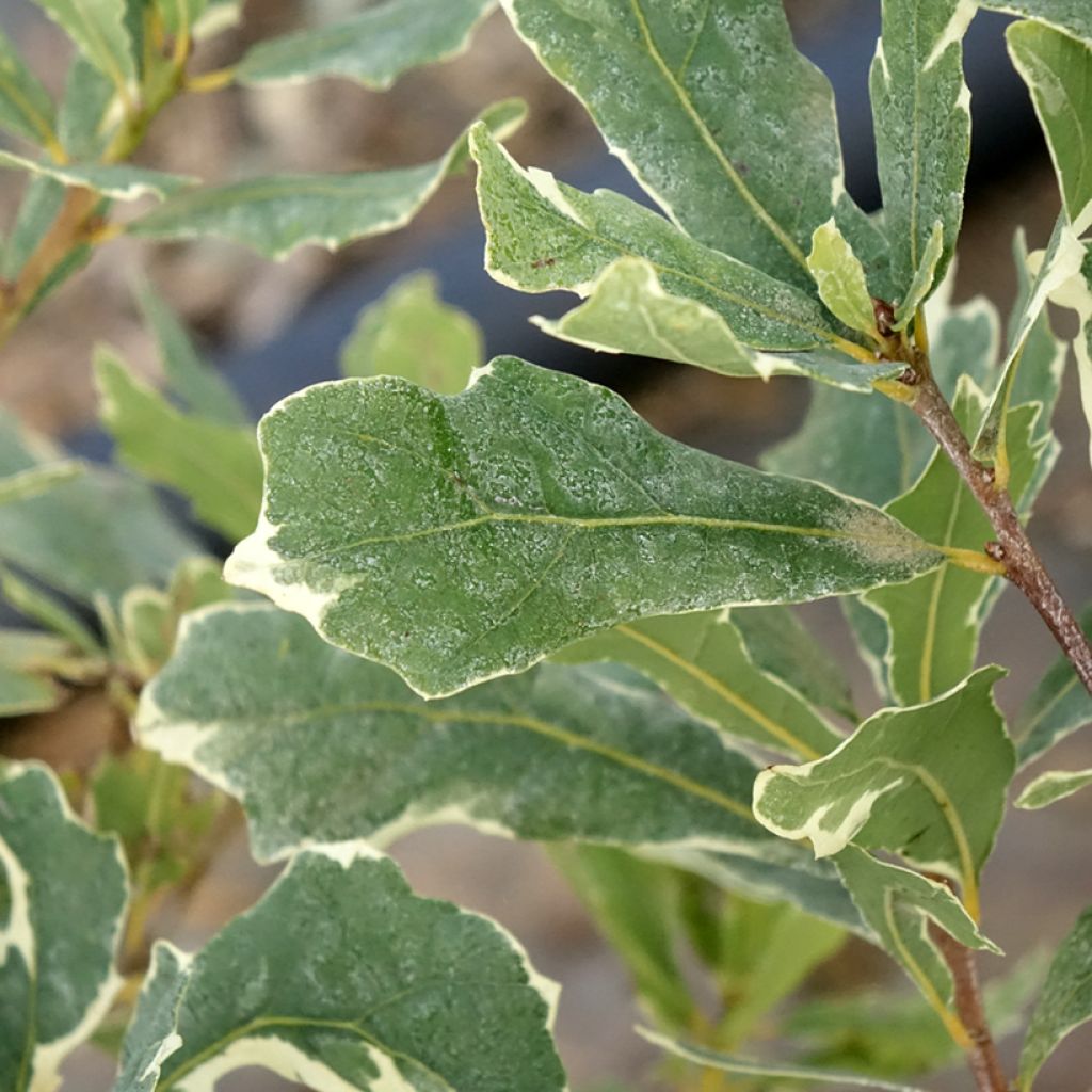 Chêne pédonculé - Quercus robur Argenteomarginata