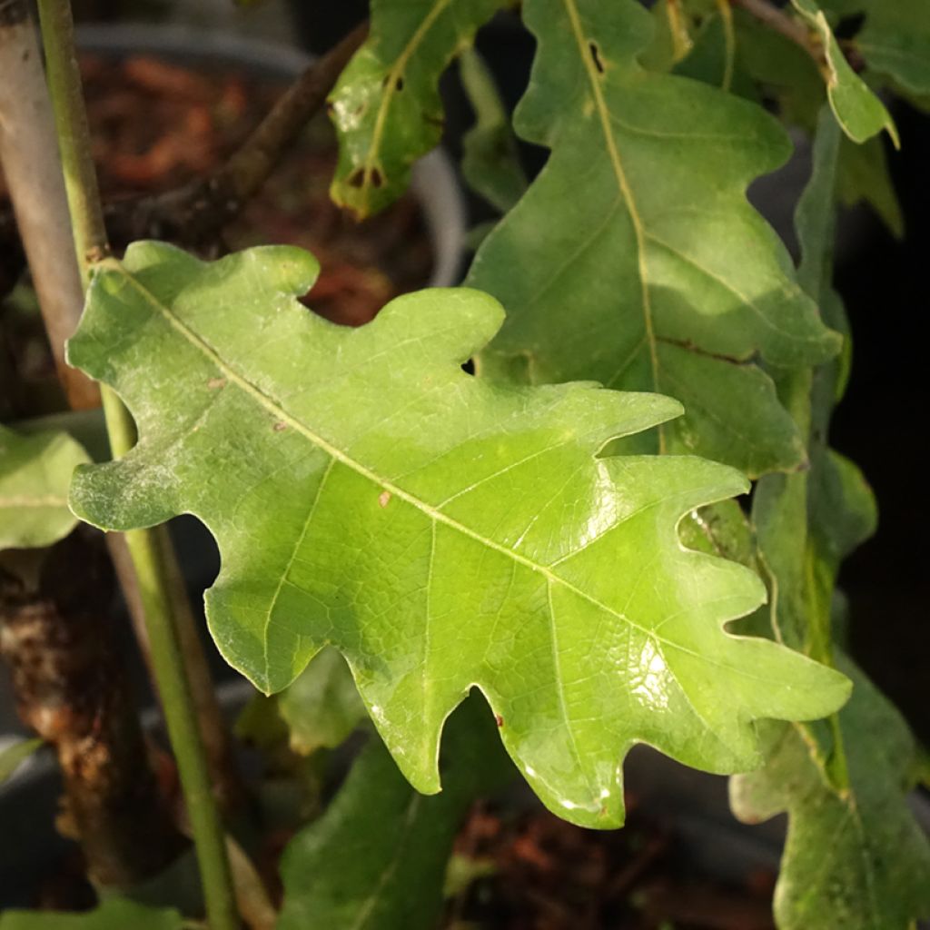 Chêne pédonculé - Quercus robur Jan Zamoyski 