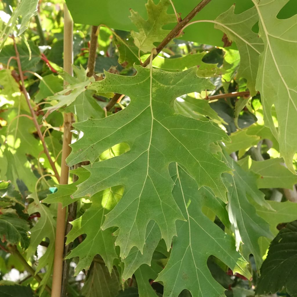 Chêne rouge d'Amérique – Quercus rubra Boltes Gold