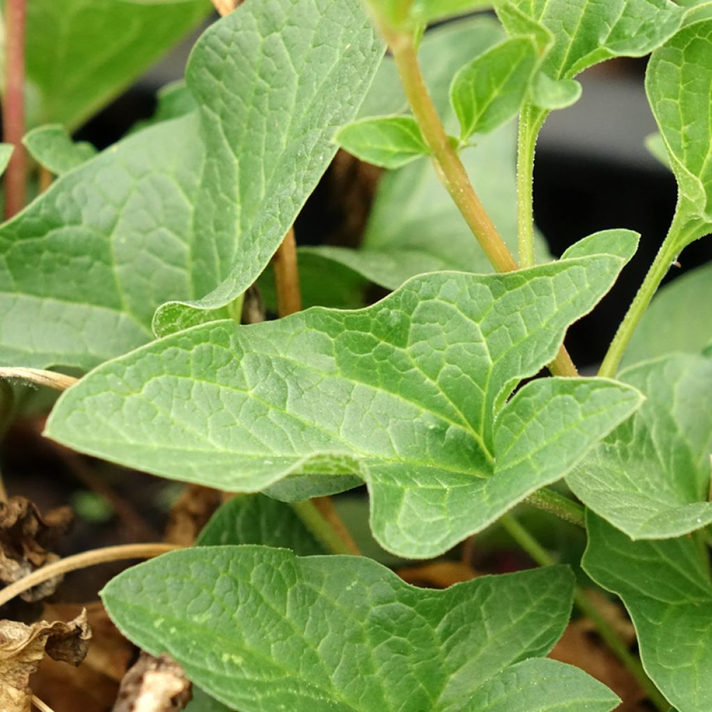 Chénopode Bon Henri en plant - Chenopodium bonus-henricus