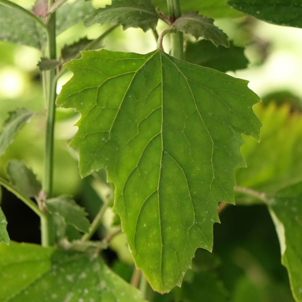 Chénopode géant - Chenopodium giganteum