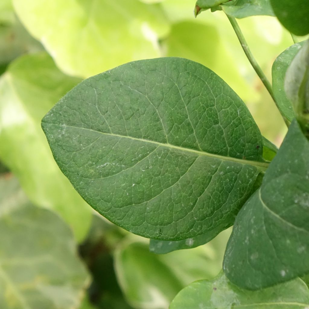 Chèvrefeuille Belgica Select - Lonicera periclymenum