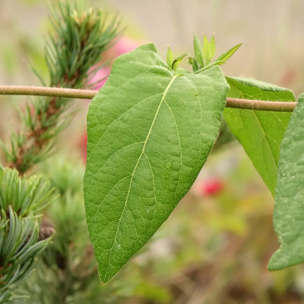 Chèvrefeuille des bois Caprilia Ever
