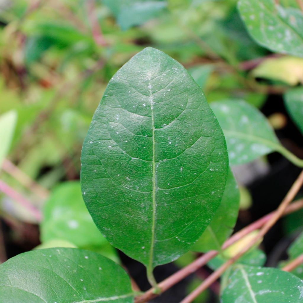 Chèvrefeuille des bois - Lonicera periclymenum Serotina