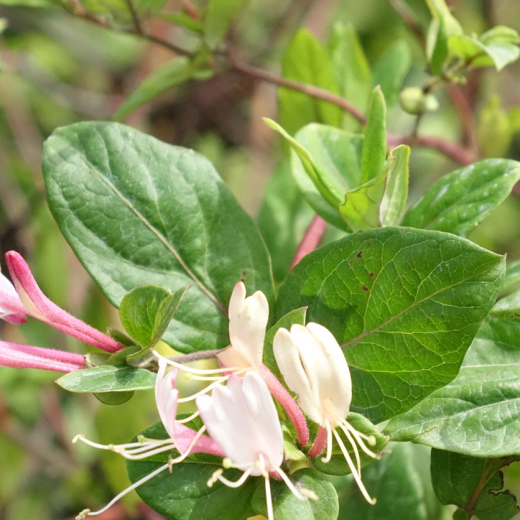 Chèvrefeuille du Japon Red World - Lonicera japonica