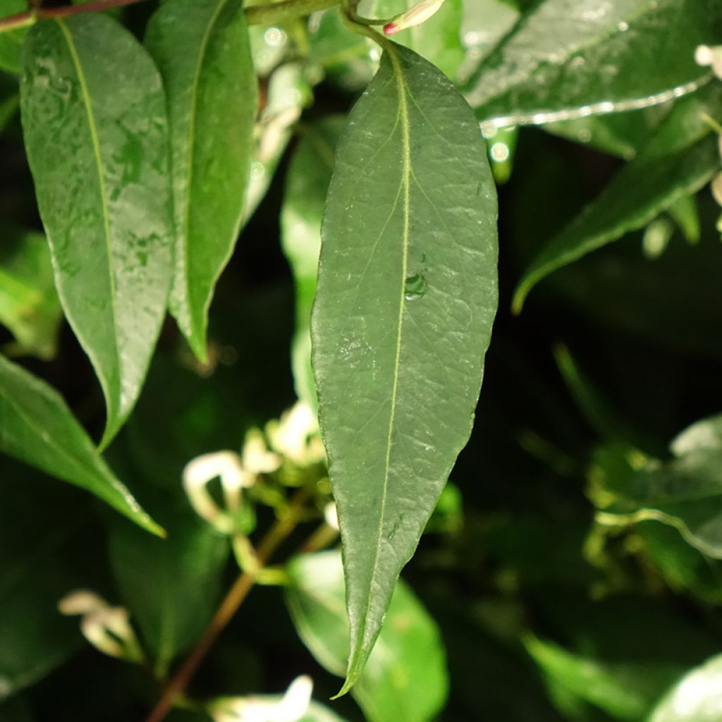 Chèvrefeuille hybride - Lonicera Marinella