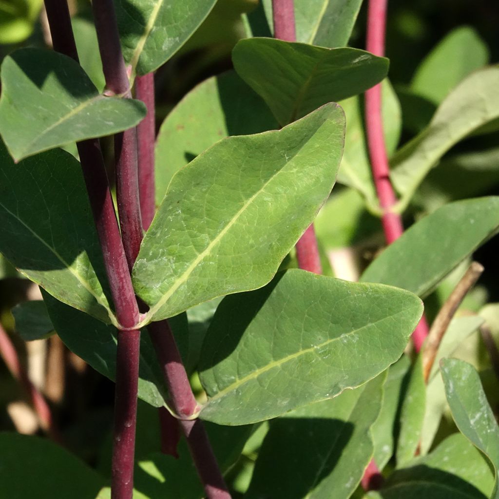 Chèvrefeuille - Lonicera periclymenum Belgica