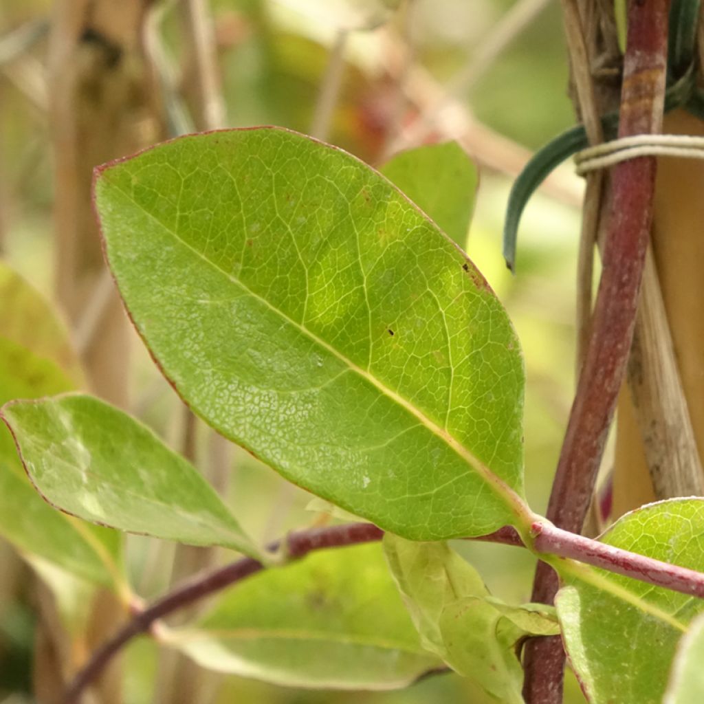 Chèvrefeuille - Lonicera x heckrottii