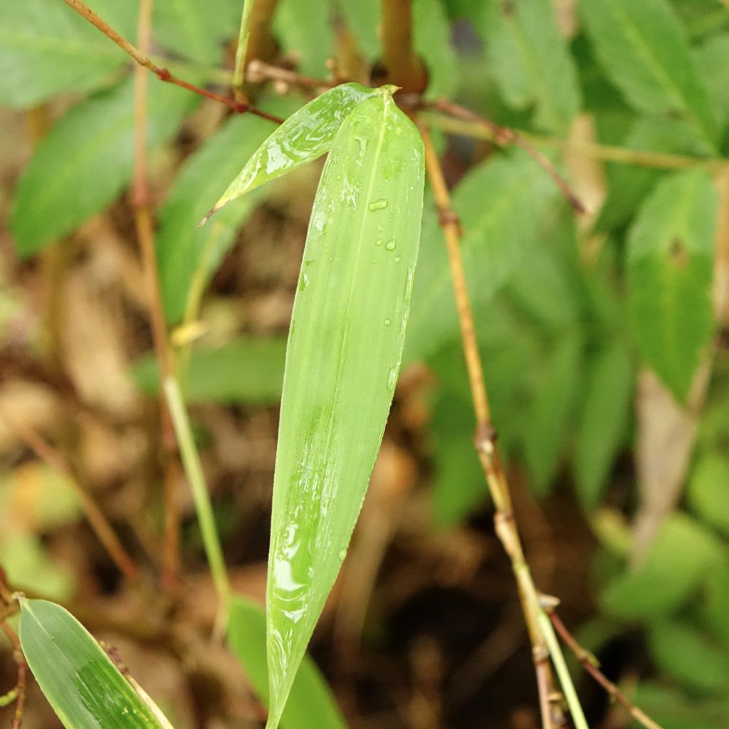 Chimonobambusa tumidissinoda Macrophylla - Bambou moyen