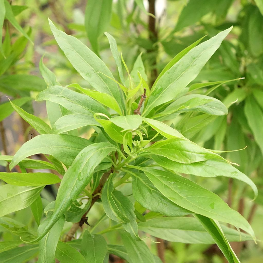 Chitalpa de Taschkent - Chitalpa tashkentensis Pink Dawn