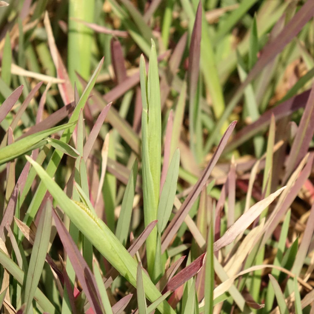 Chloris distichophylla