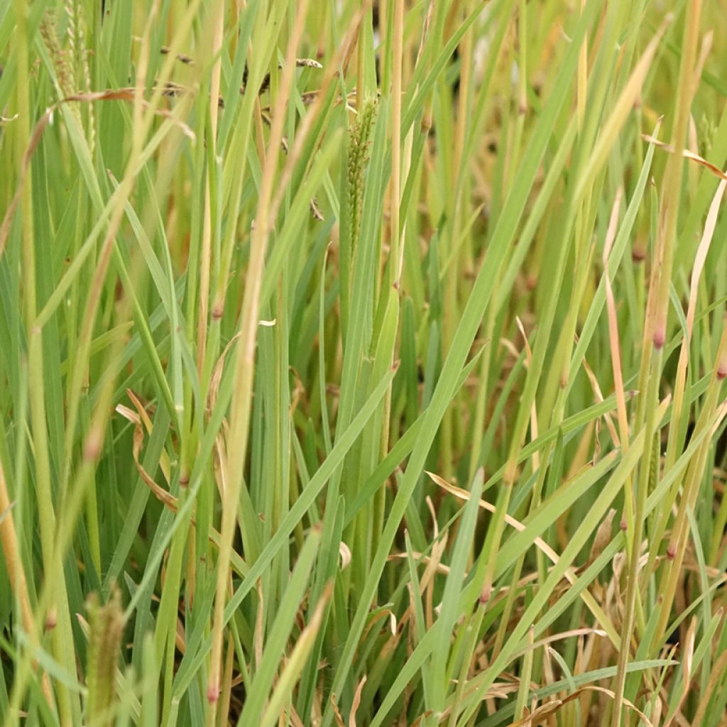 Chloris virgata - Herbe à plumes de Rhodes