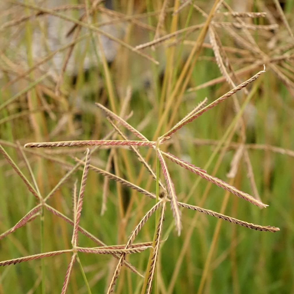Chloris virgata - Herbe à plumes de Rhodes