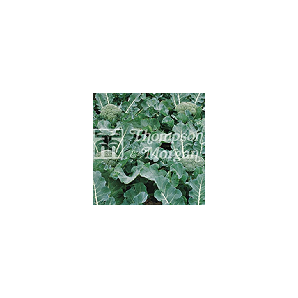 Chou Brocoli Fiesta F1