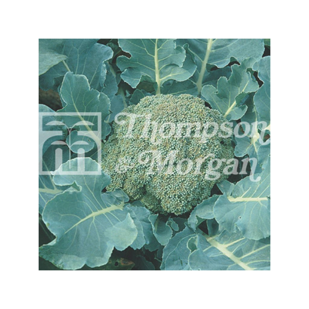 Chou Brocoli Spiridon F1