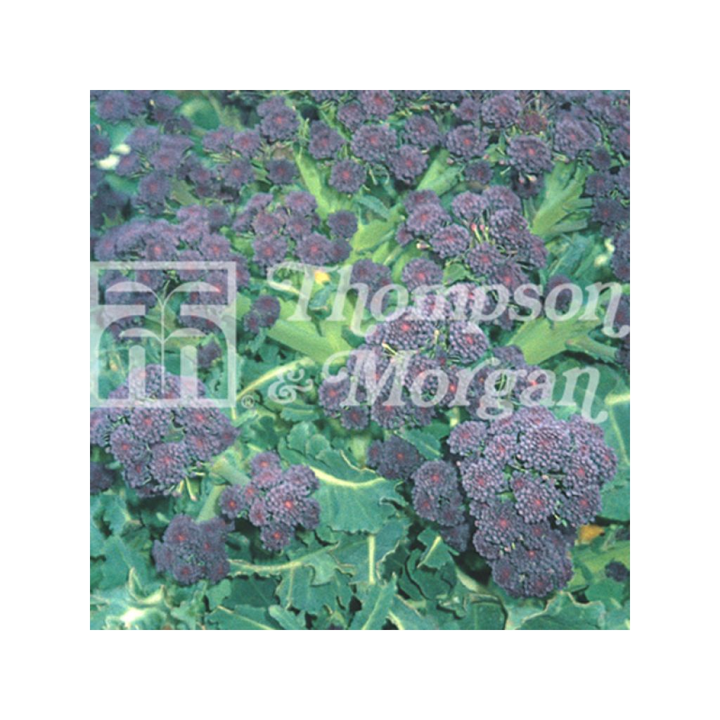 Chou Brocoli Summer Purple
