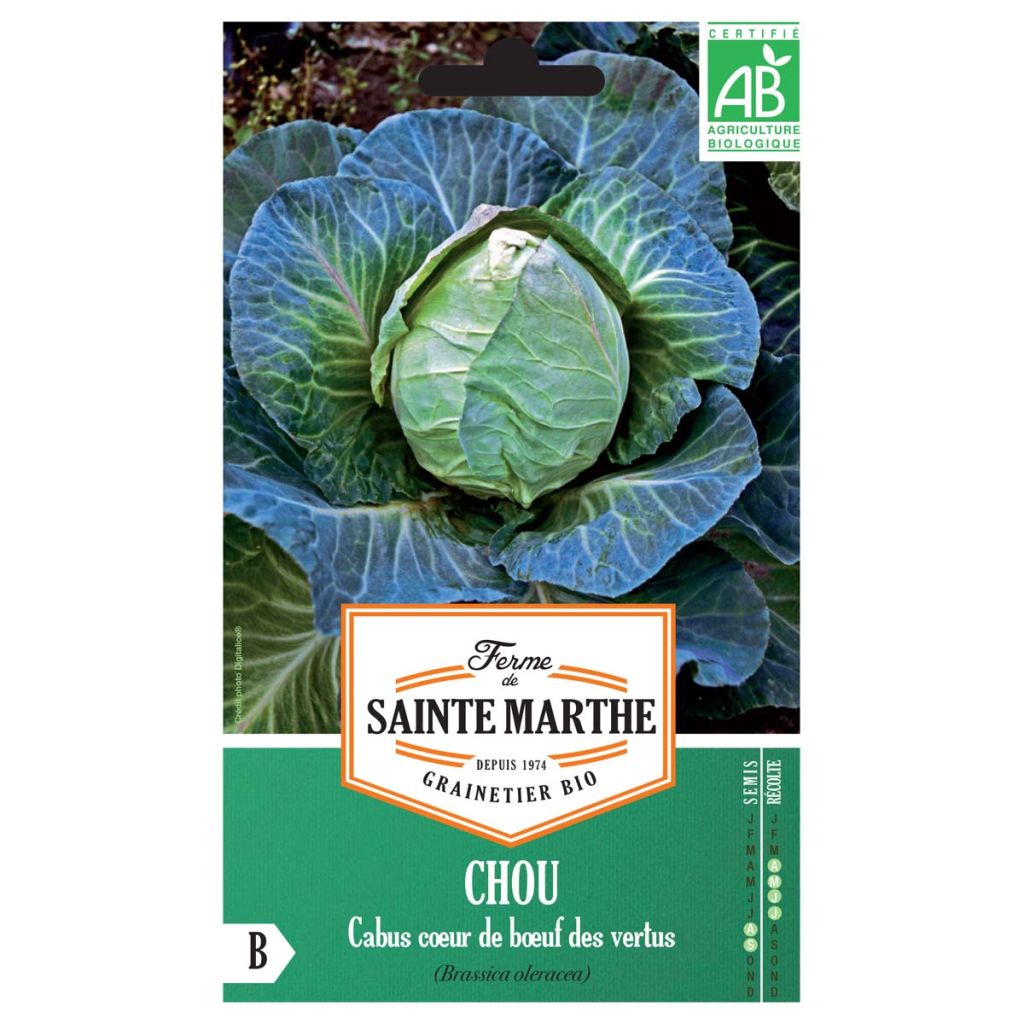 Chou cabus Coeur De Boeuf Des Vertus AB - Ferme de Ste Marthe