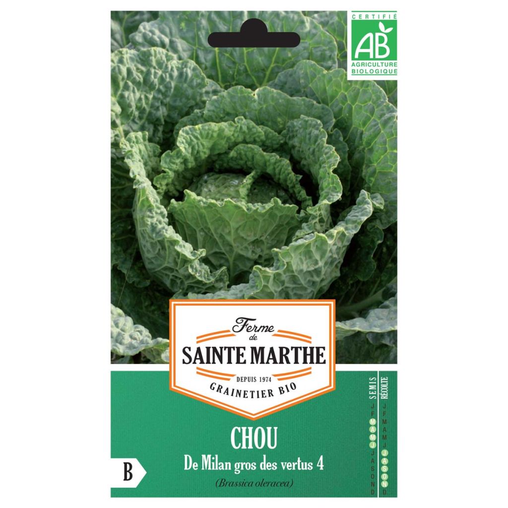 Chou de Milan Gros Des Vertus 4 AB - Ferme de Ste Marthe