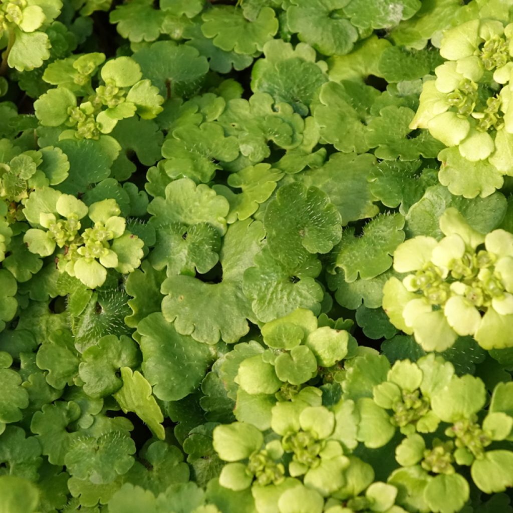 Chrysosplenium alternifolium - Dorine à feuilles alternes, Cresson doré, Cresson de rocher