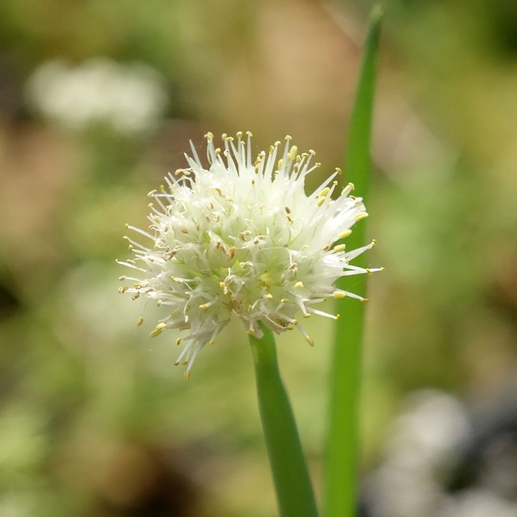 Ciboule - Civette BIO