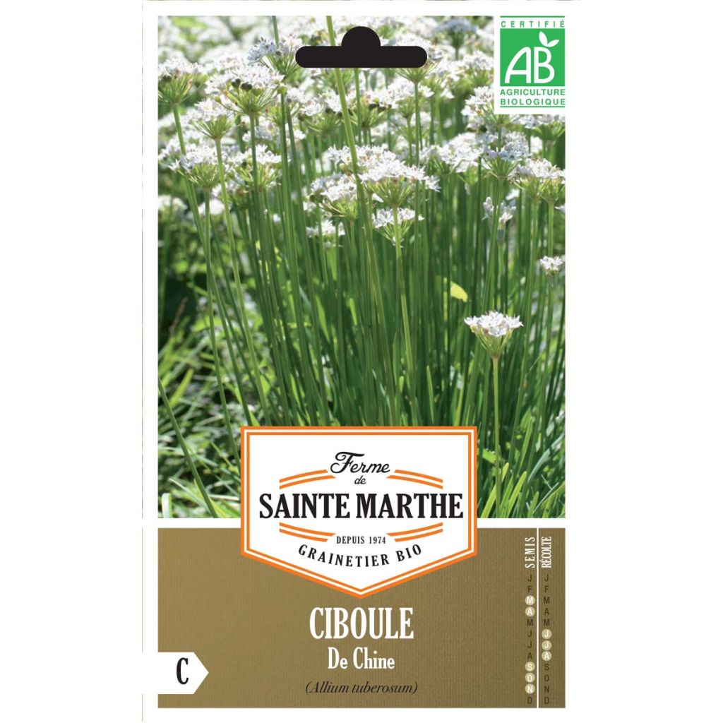 Ciboule de Chine AB - Ferme de Ste Marthe