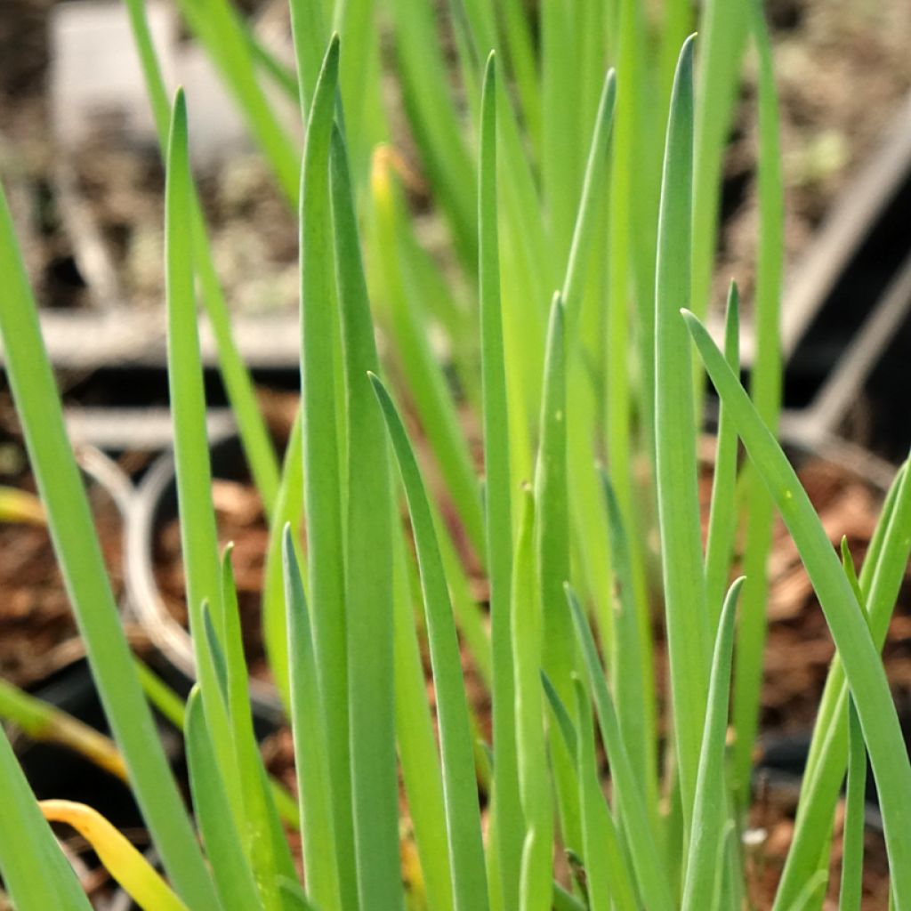 Ciboule ou Cive - Allium fistulosum