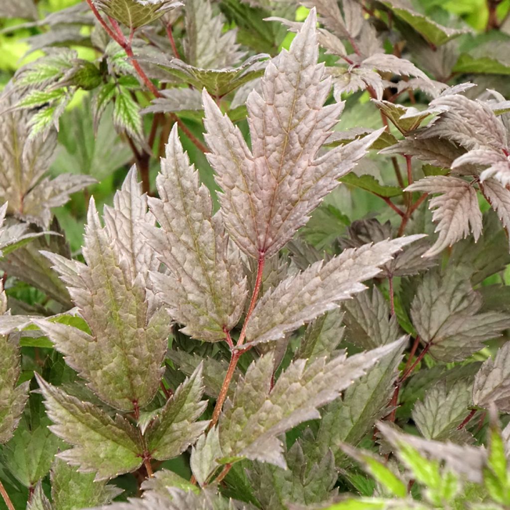 Cierge d'argent - Actaea hybride Queen of Sheba