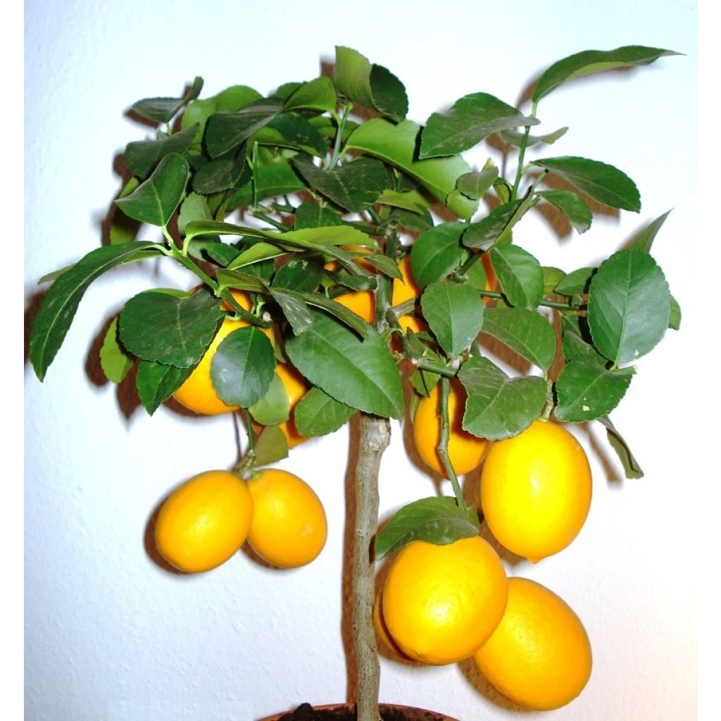 Citronnier Meyer - Agrumes