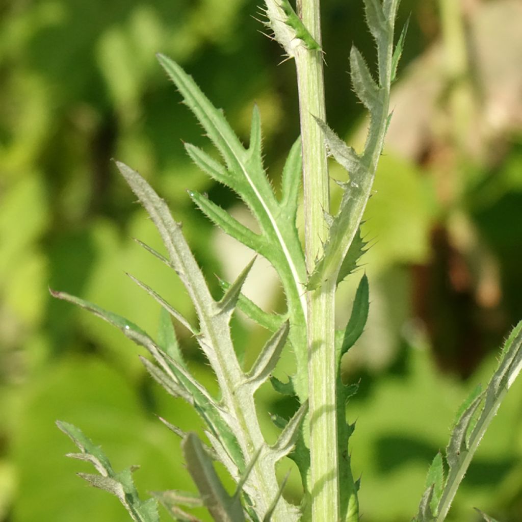 Cirsium rivulare Trevors Blue Wonder - Cirse des rives
