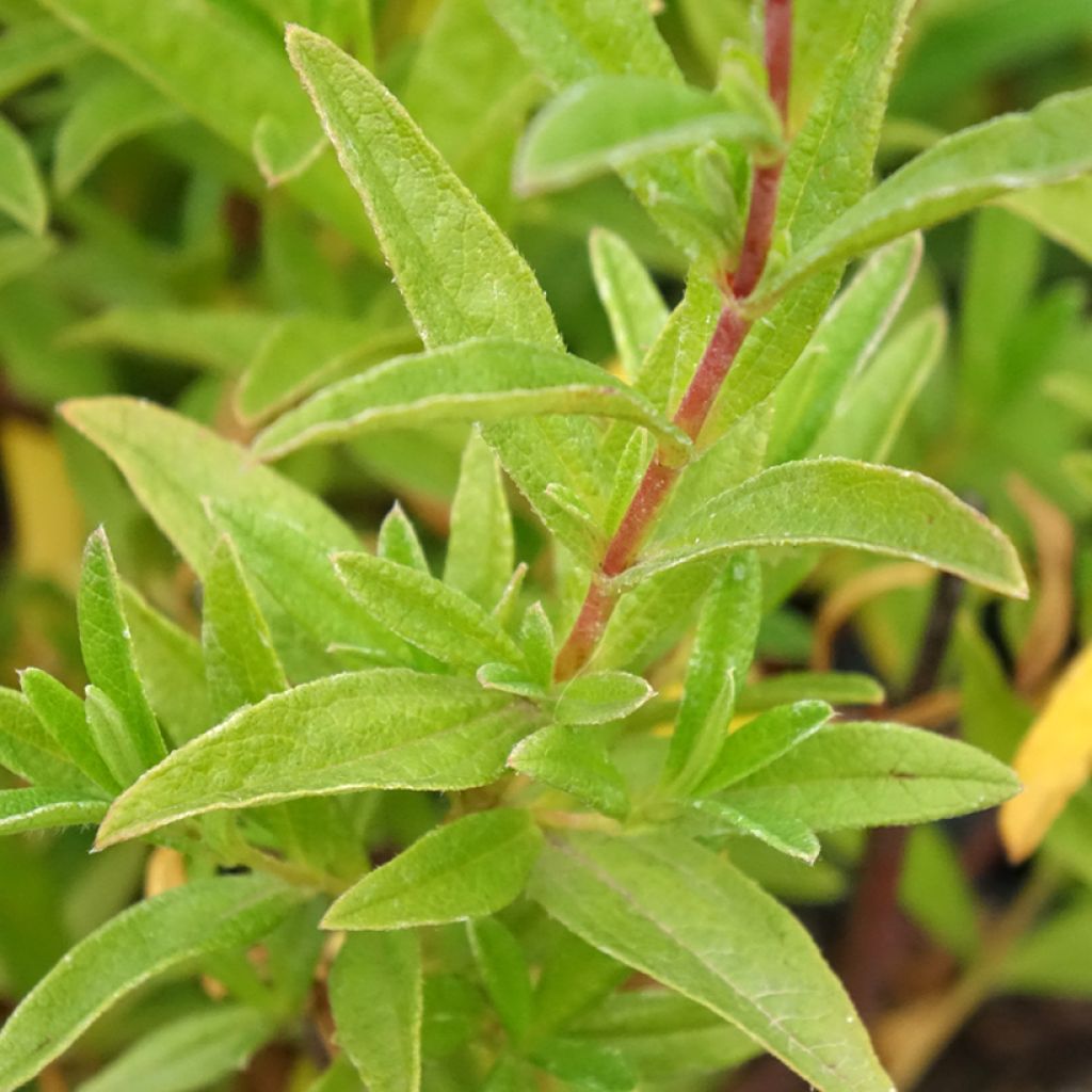 Cistus x dansereaui Jenkyn Place - Ciste hybride