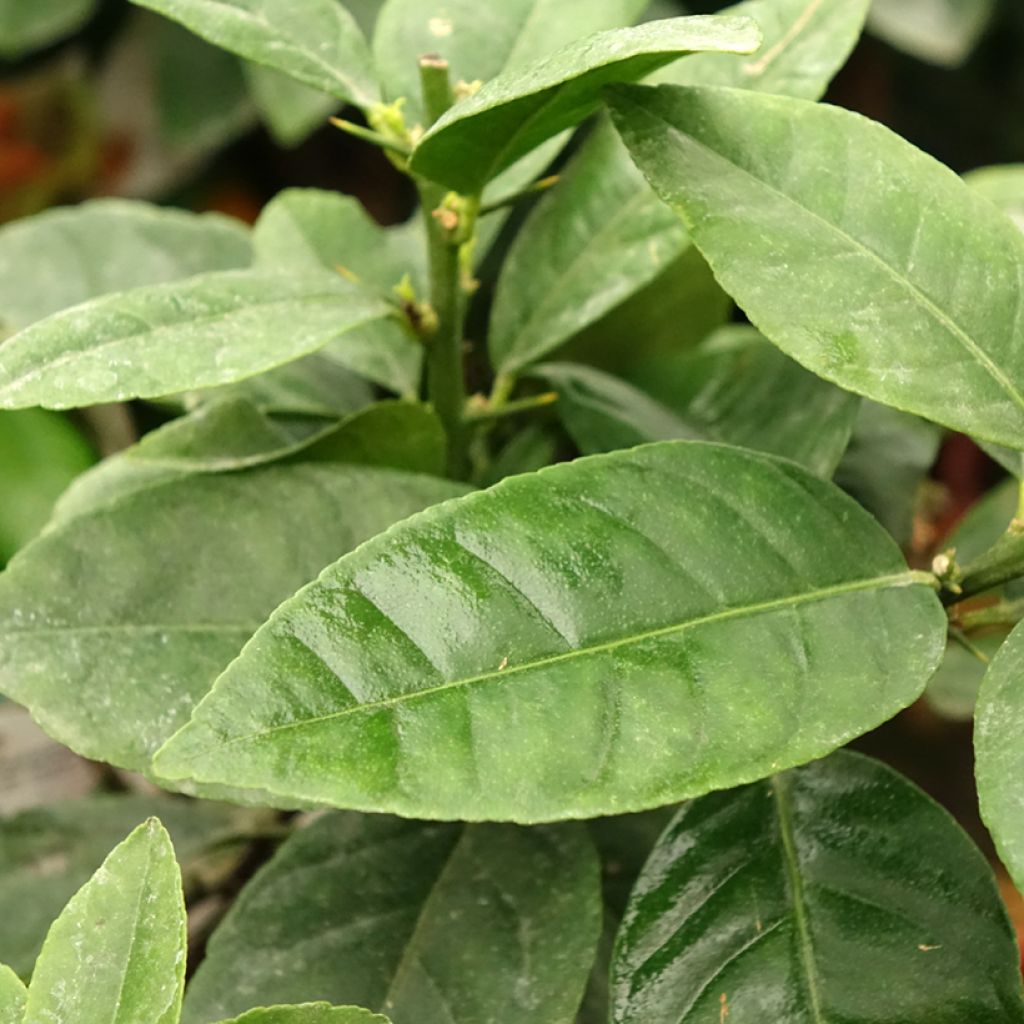 Citron rouge - Citrus Volkameriana ou Rangpur