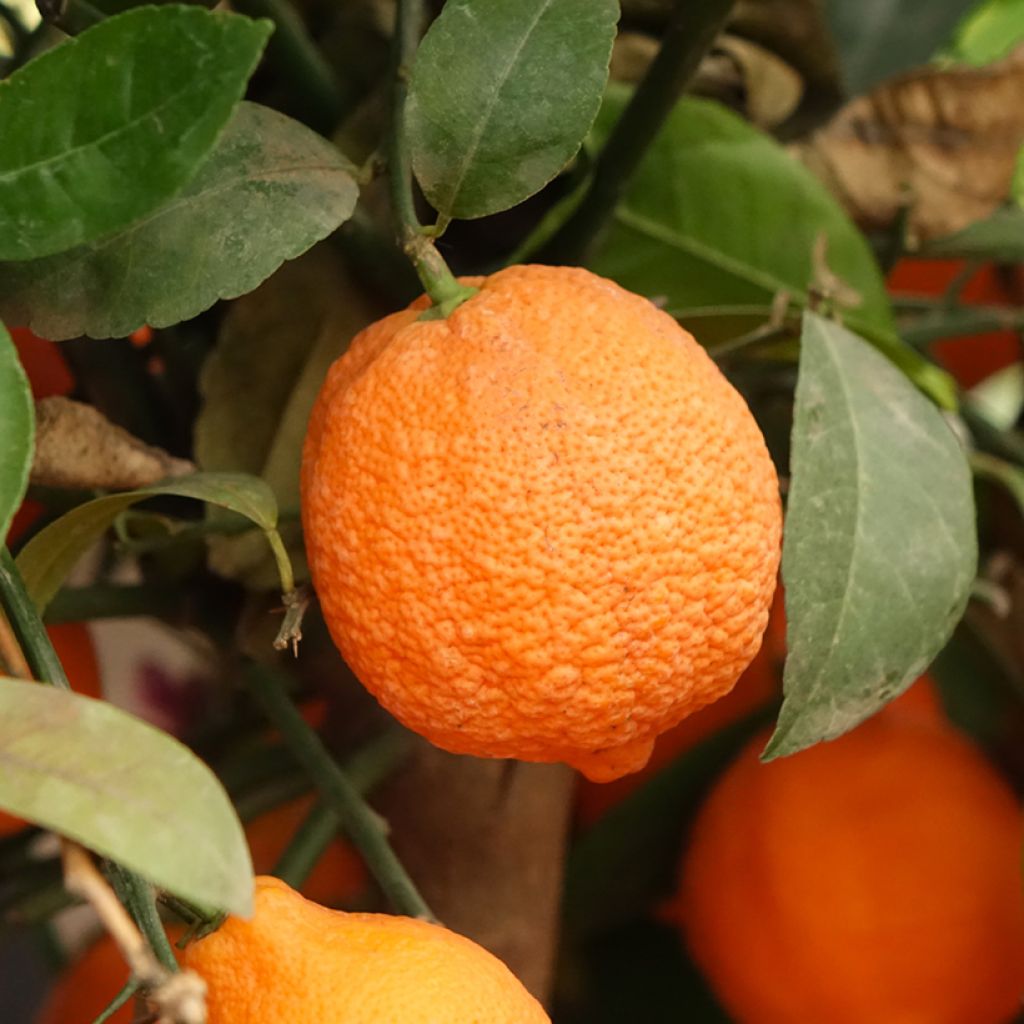 Citron vert Red Lime - Citrus aurantifolia