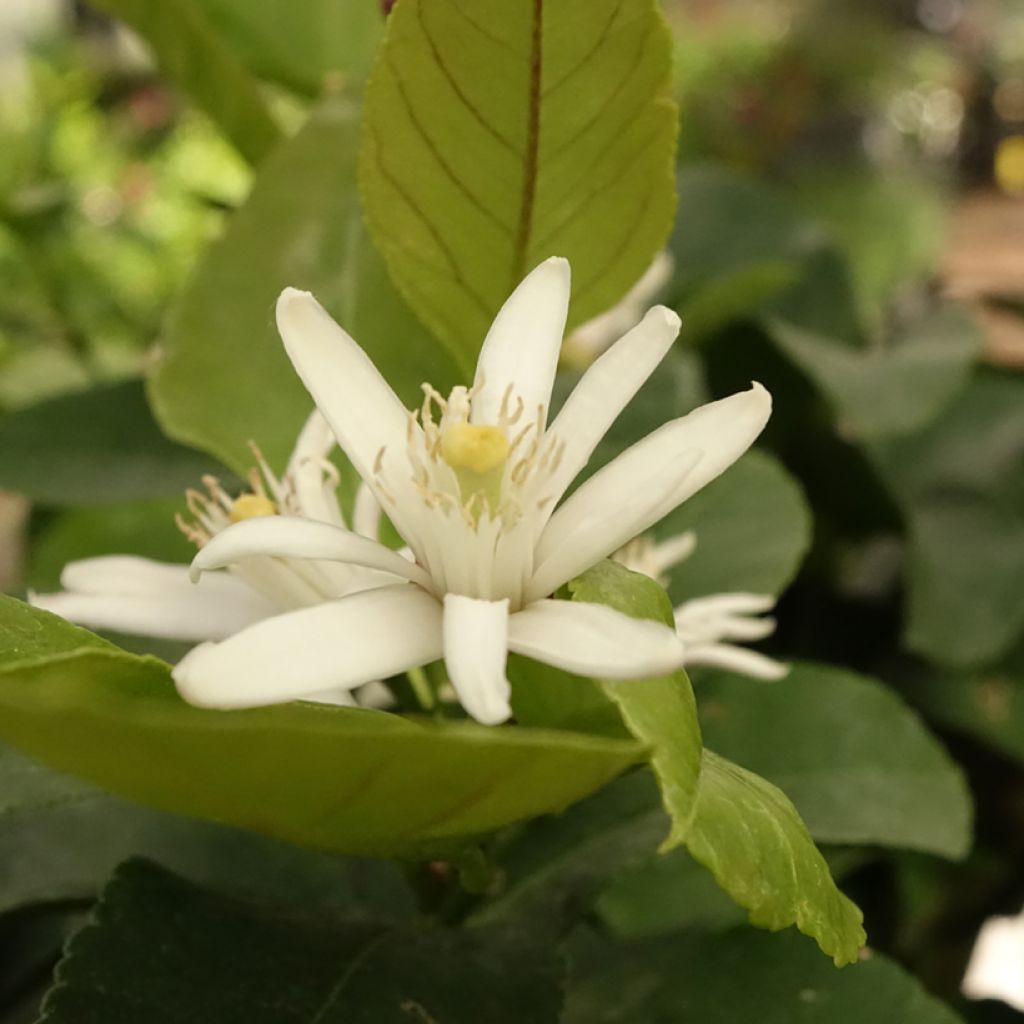 Citronnier - Citrus limon Cerza