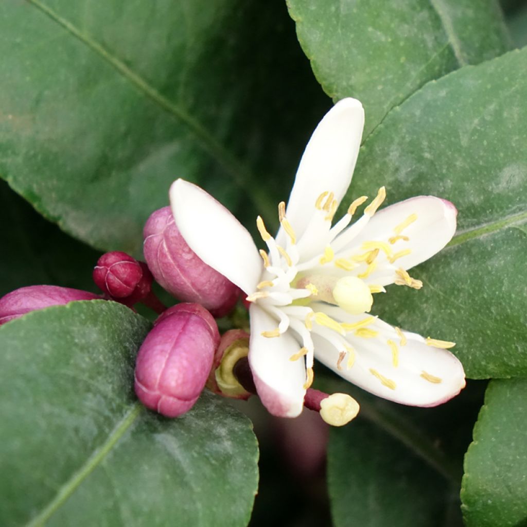 Citronnier - Citrus limon Femminello Carrubaro