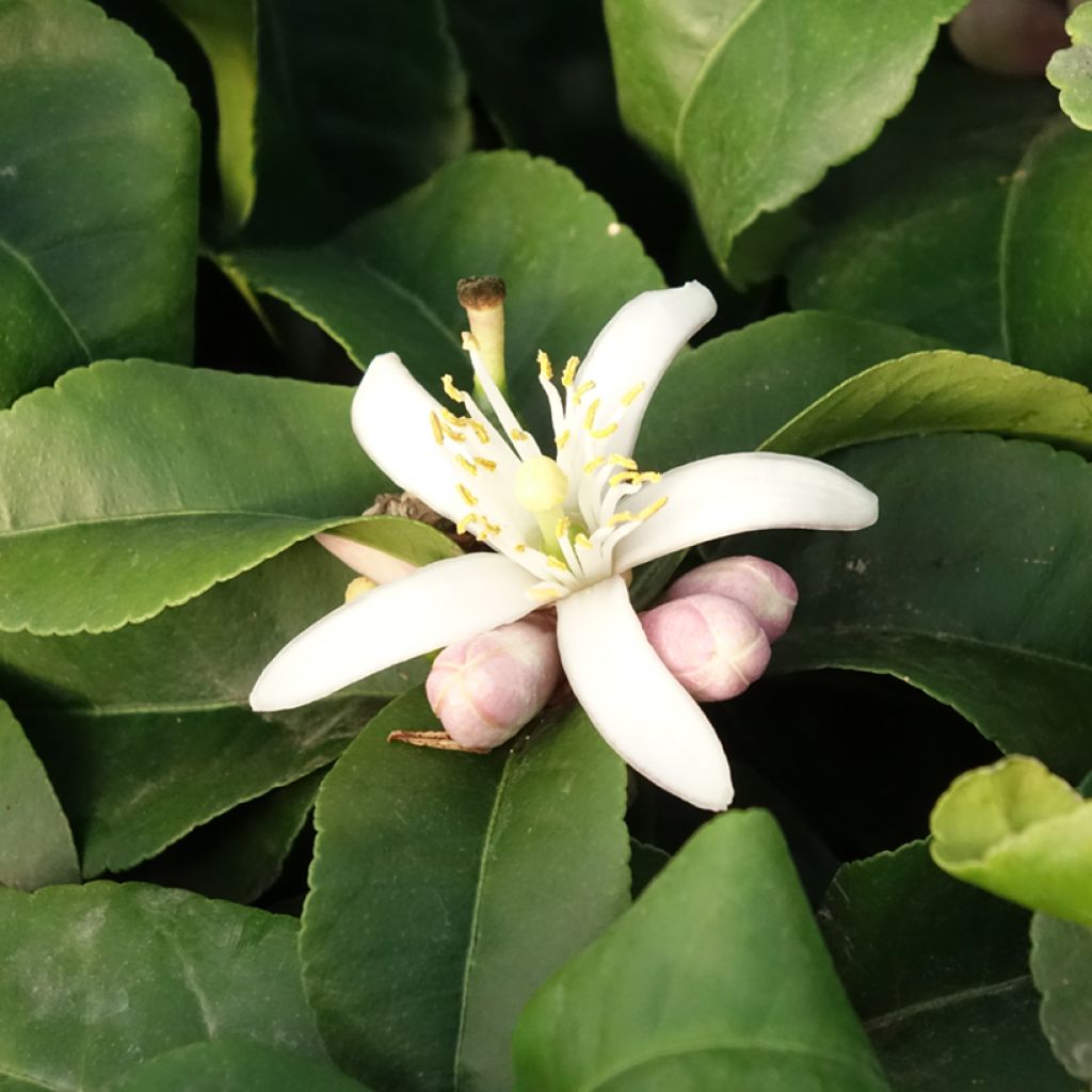 Citronnier - Citrus limon Lemox