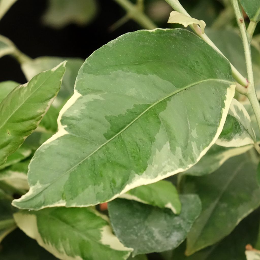 Citronnier panaché - Citrus limon variegata