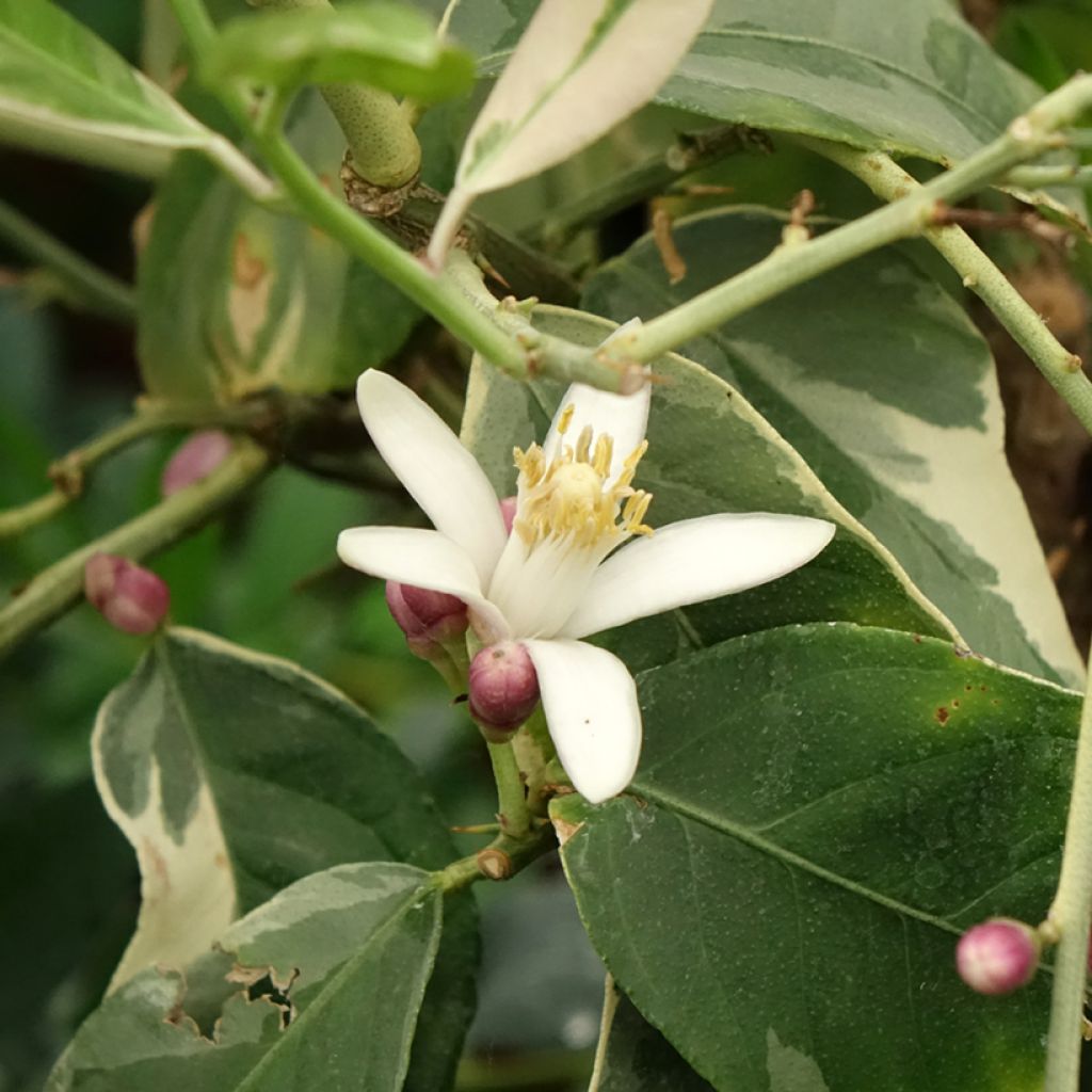 Citronnier panaché - Citrus limon variegata