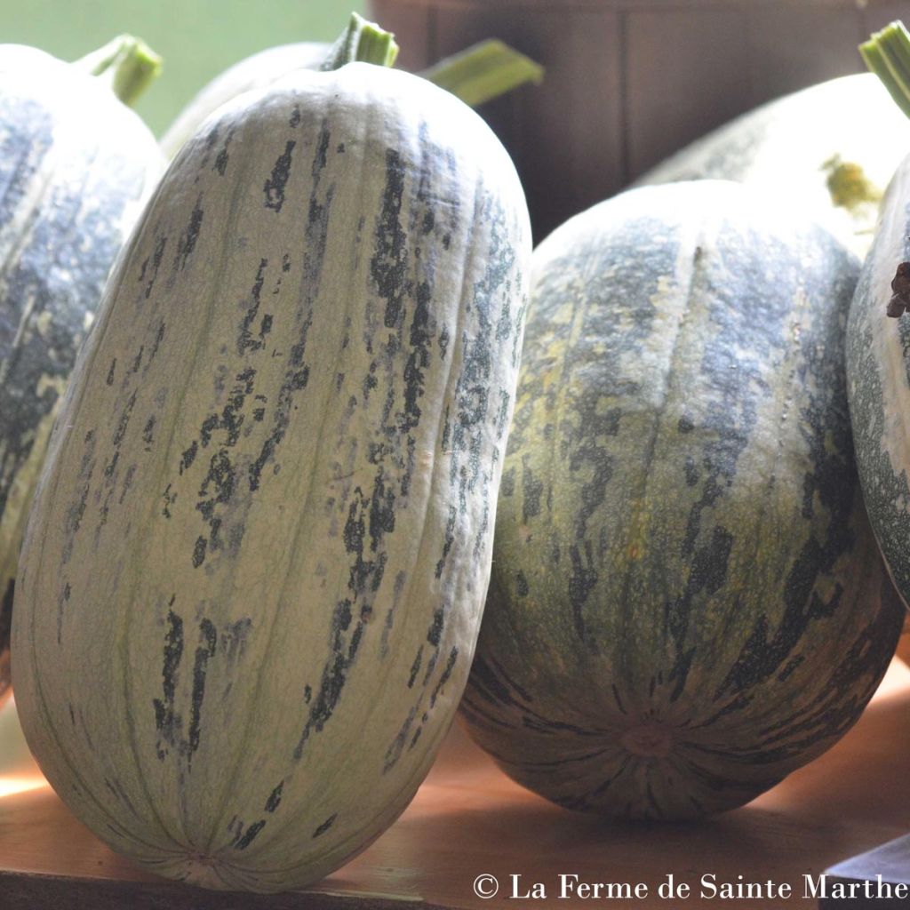Citrouille de Touraine Bio - Ferme de Sainte Marthe