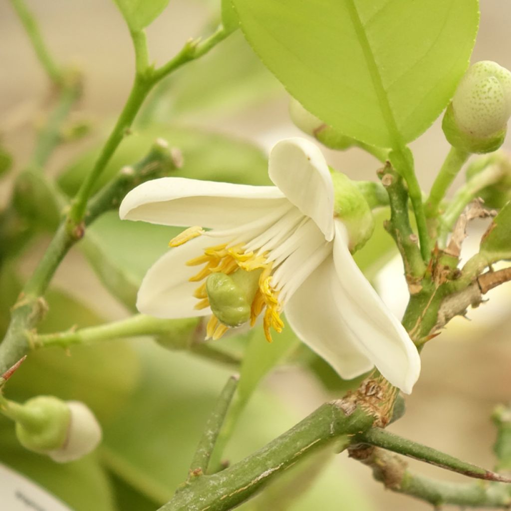 Citrus Lipo - Citrus limon x Citrus paradisi