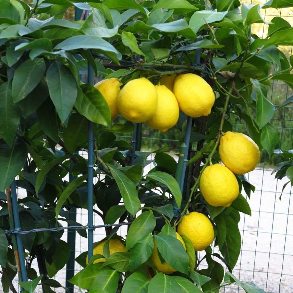 Citronnier Meyer - Citrus x meyeri