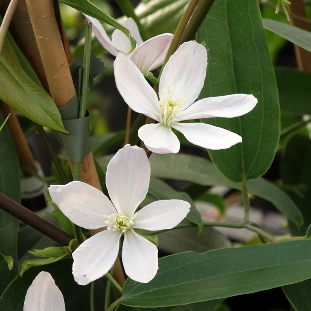 Clematis armandii Apple Blossom - clématite du père Armand