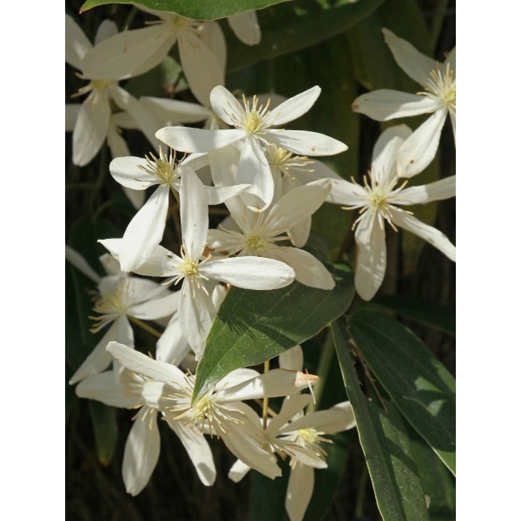 Clématite - Clematis armandii