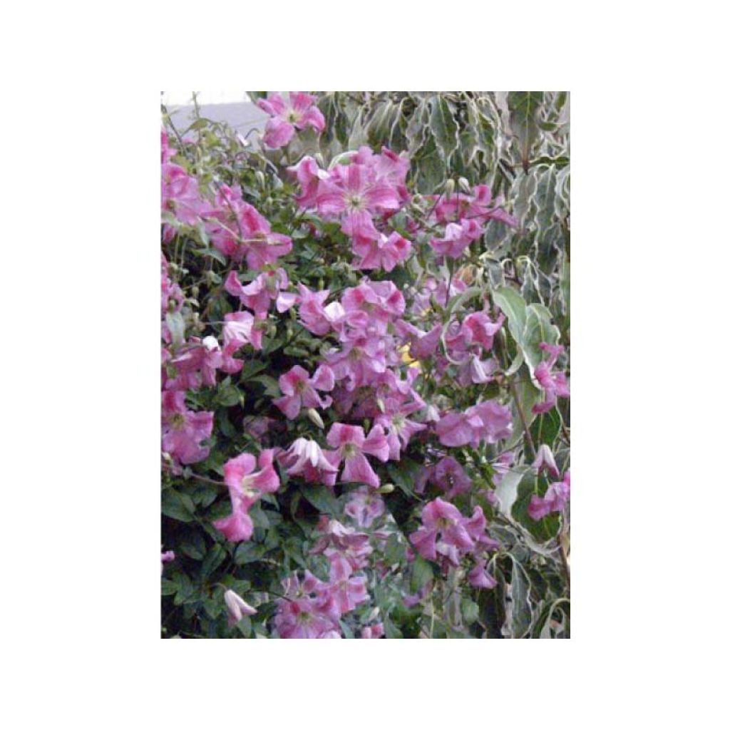 Clématite - Clematis viticella Pink Mink (Krakowiak)