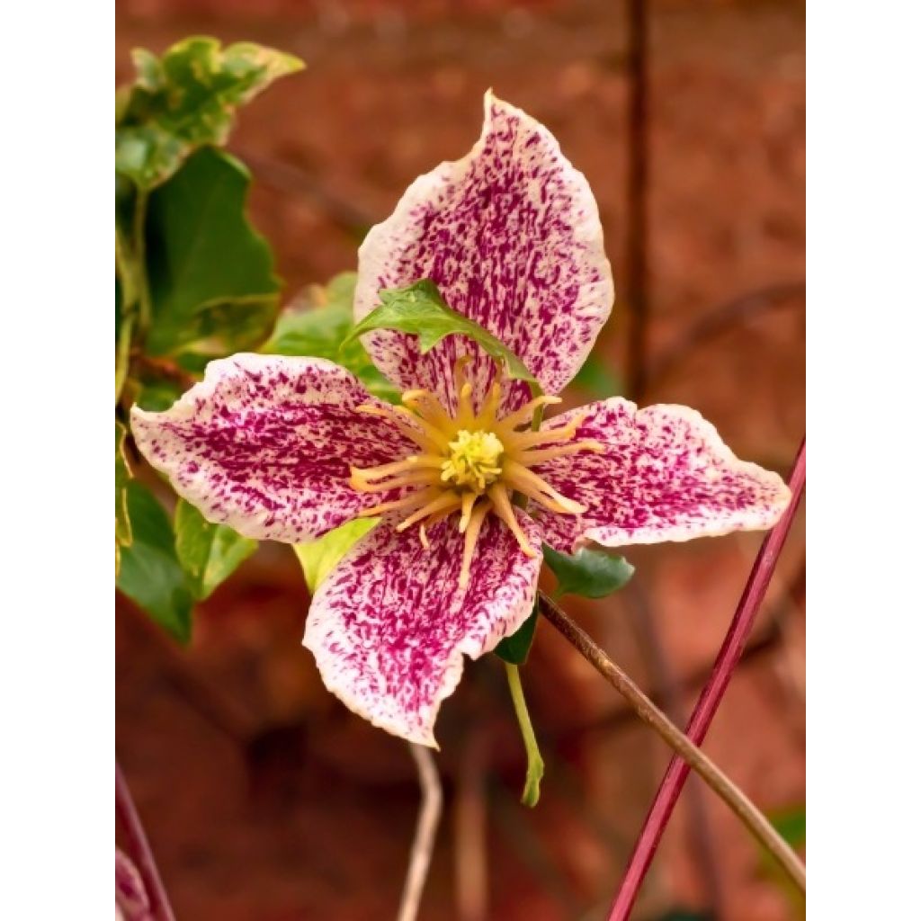 Clématite - Clematis cirrhosa Freckles