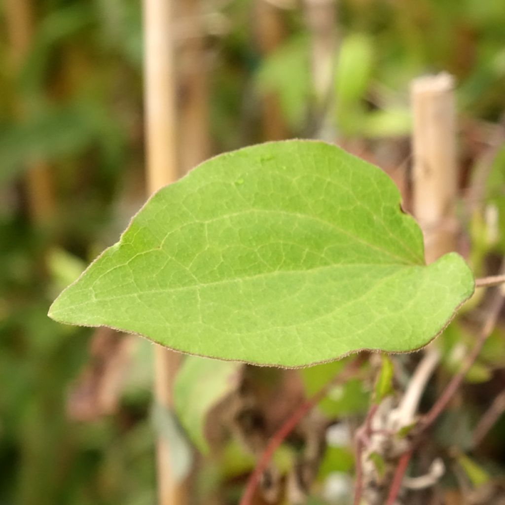 Clématite - Clematis Alice Fisk