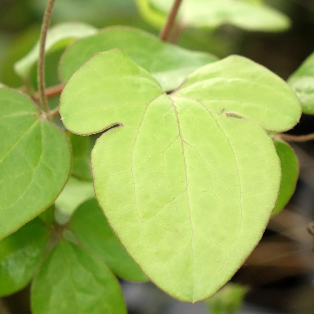 Clématite - Clematis Andromeda
