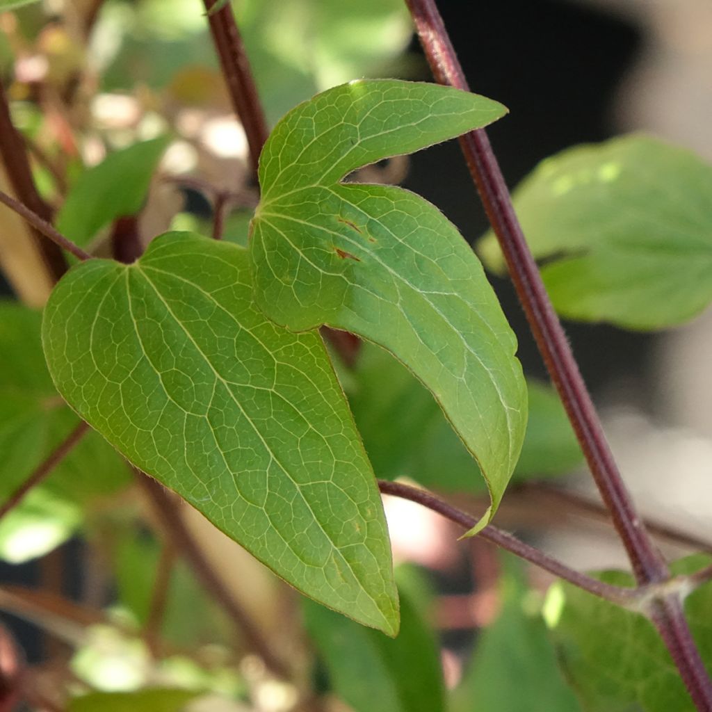 Clématite - Clematis Anna Louise