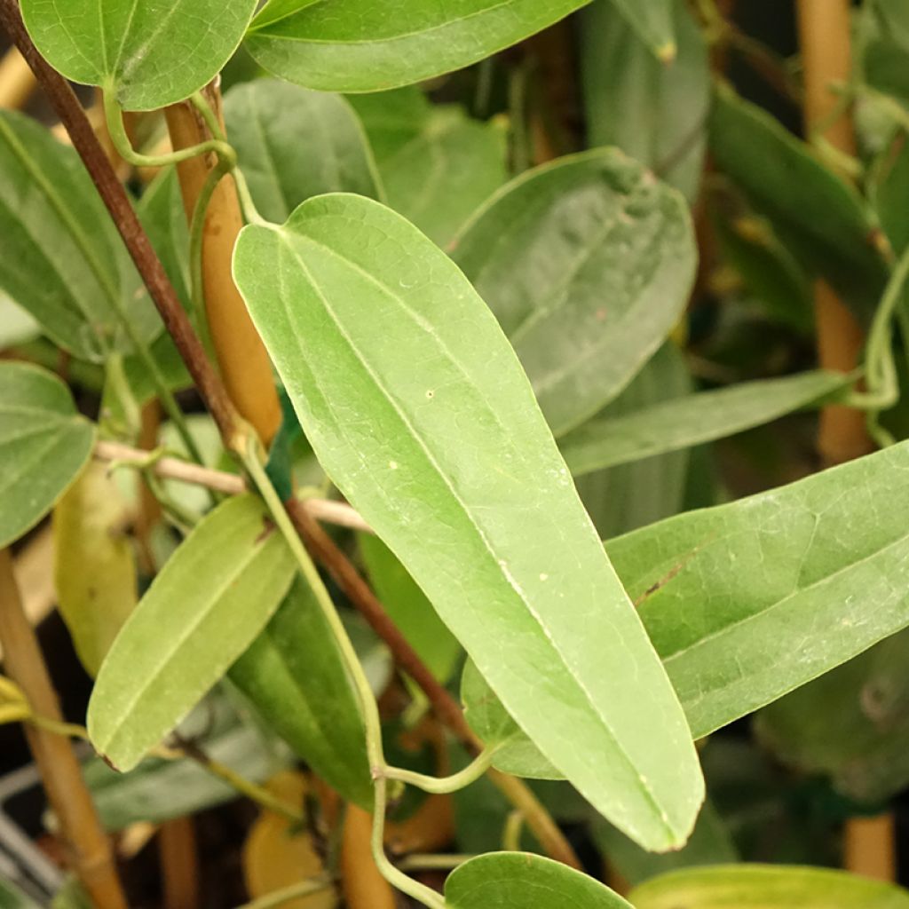 Clématite - Clematis armandii Hendersonii Rubra