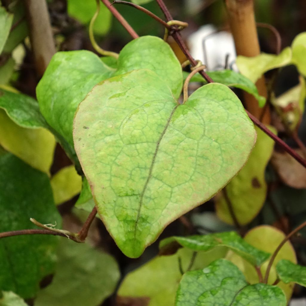 Clématite - Clematis Asao
